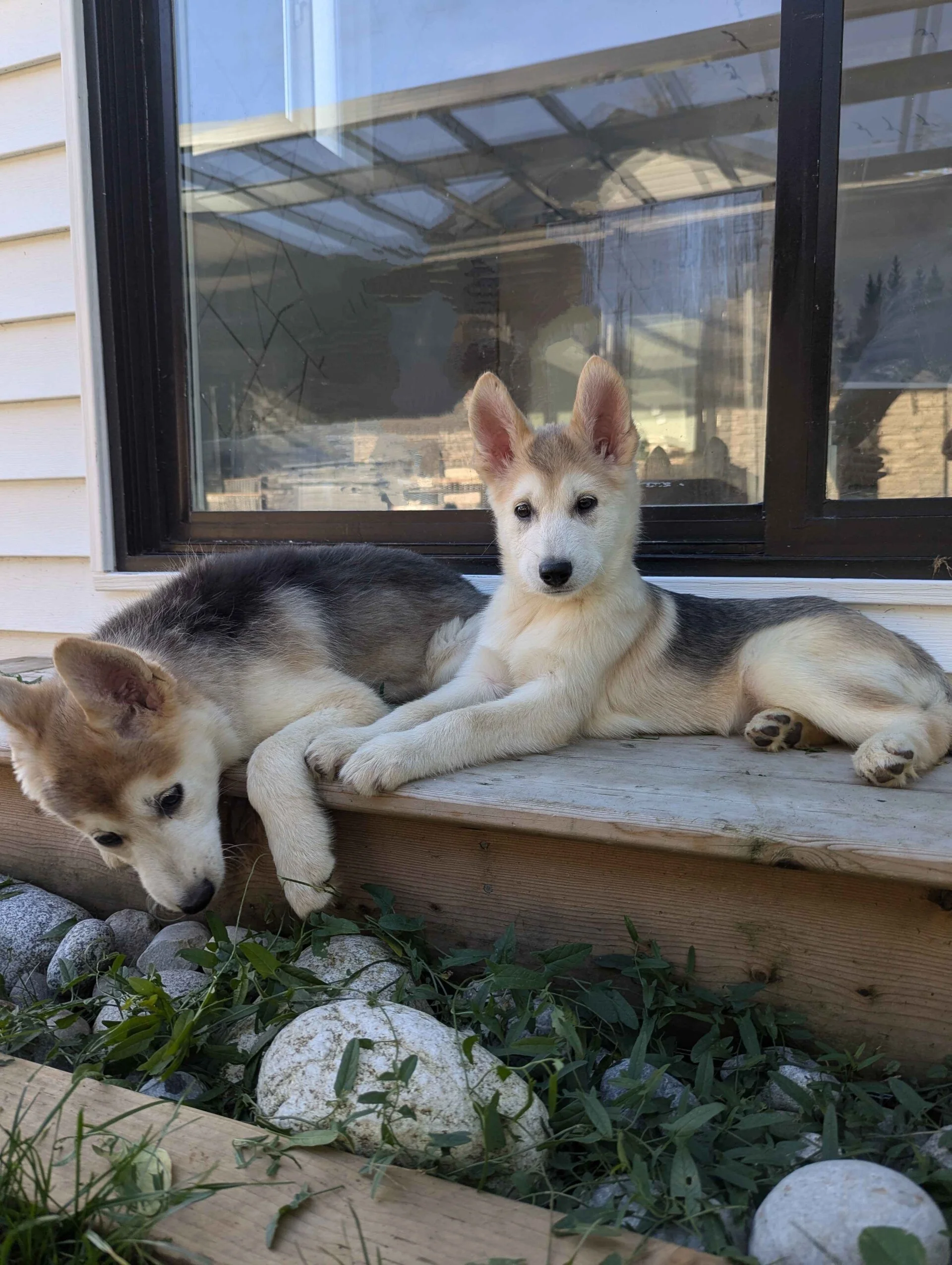 Two husky pups on steps